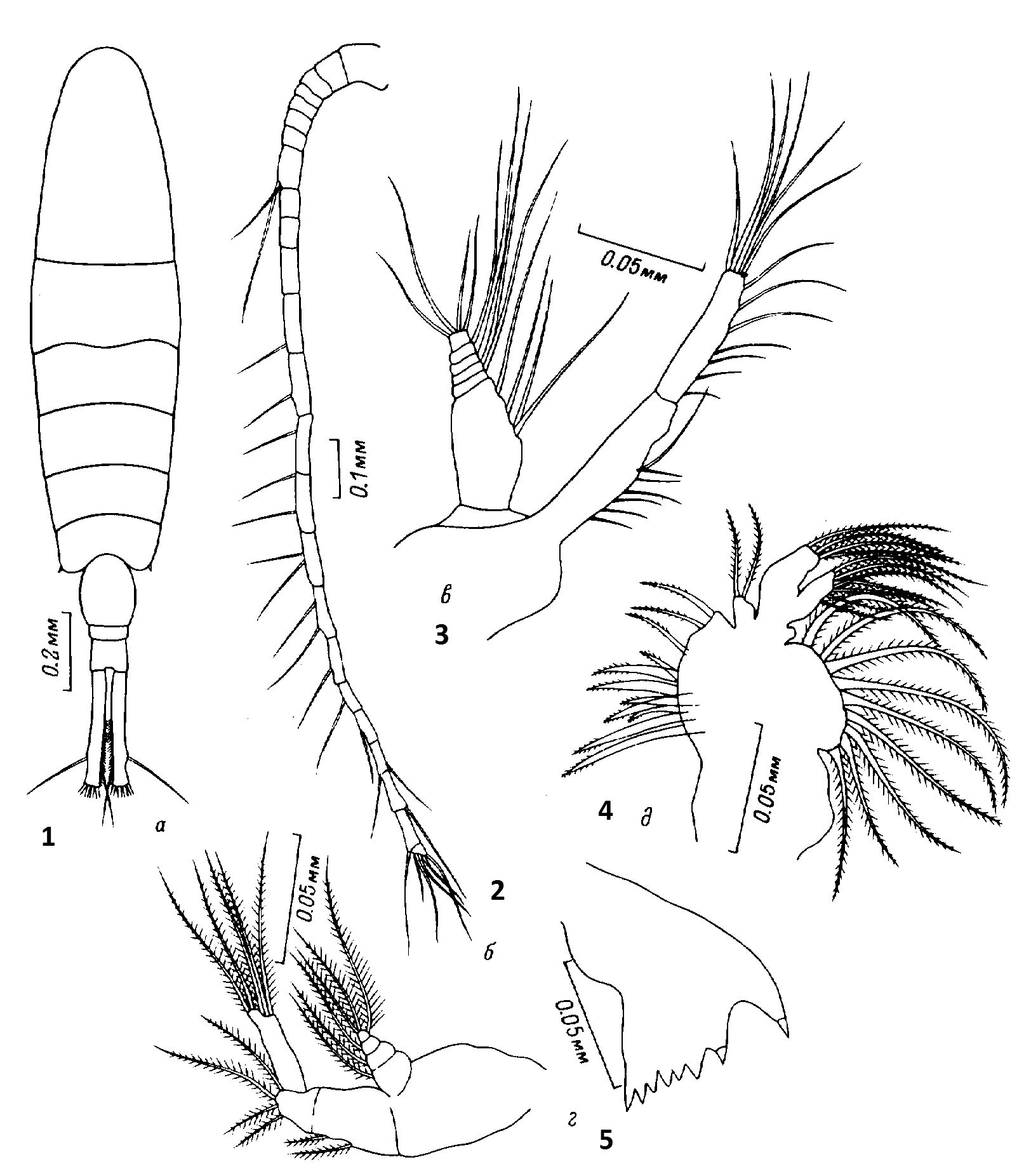 Espce Sinocalanus tenellus - Planche 3 de figures morphologiques